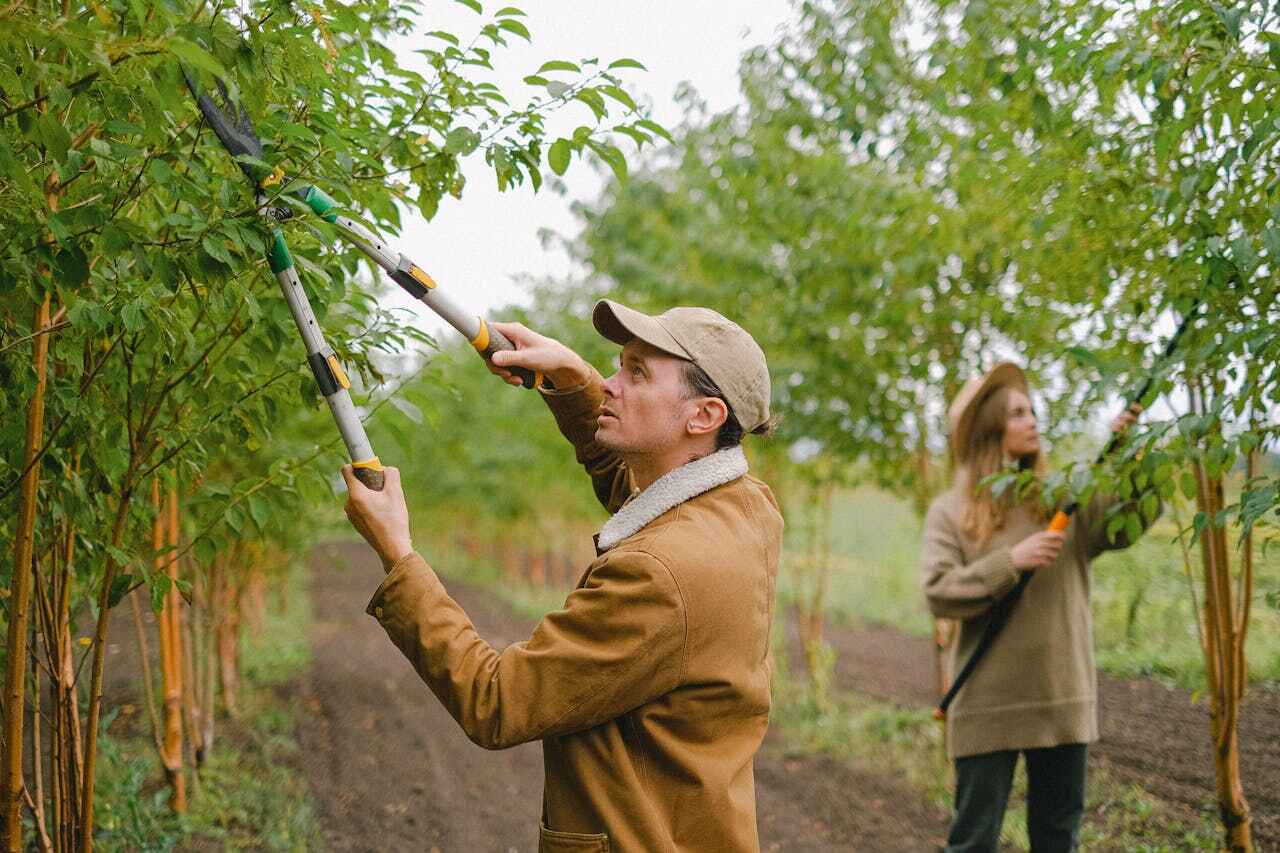 Professional Tree Service in Marianna, FL